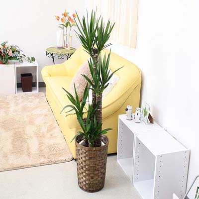 Saksı Bitkisi 4 lü yukka